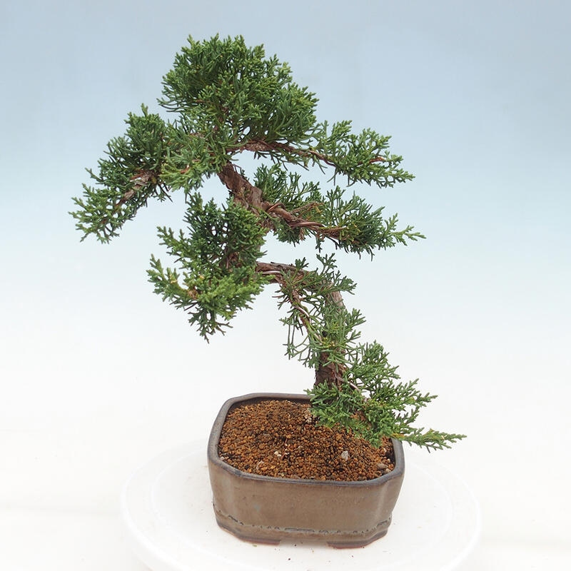 Kültéri bonsai - Juniperus chinensis Kishu