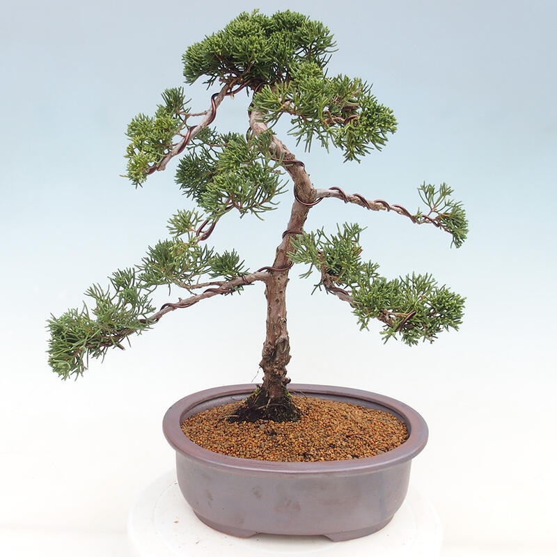 Kültéri bonsai - Juniperus chinensis Kishu