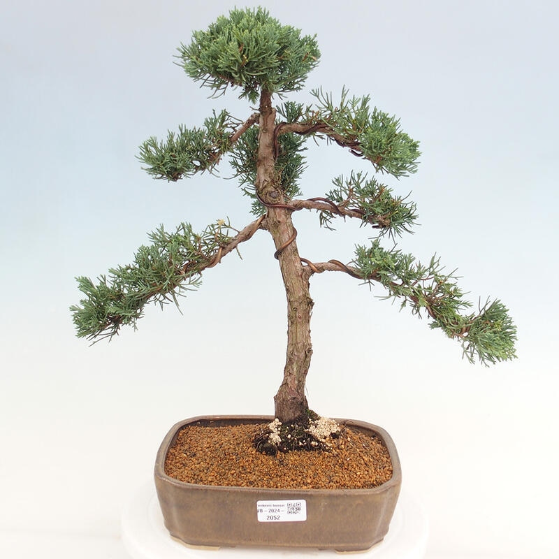 Kültéri bonsai - Juniperus chinensis Kishu
