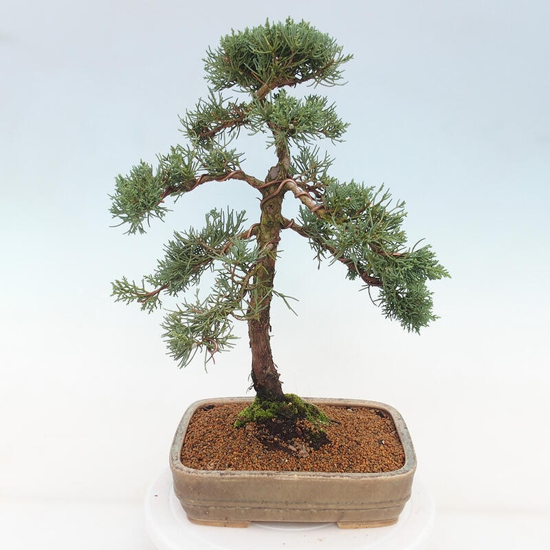 Kültéri bonsai - Juniperus chinensis Kishu