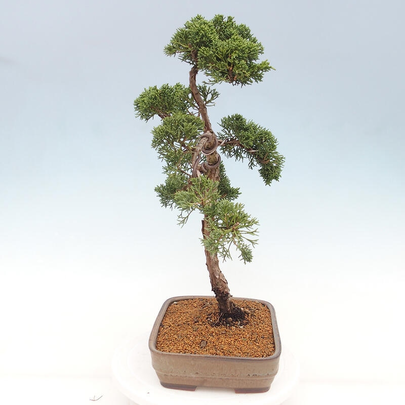 Kültéri bonsai - Juniperus chinensis Kishu