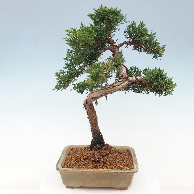Kültéri bonsai - Juniperus chinensis Kishu