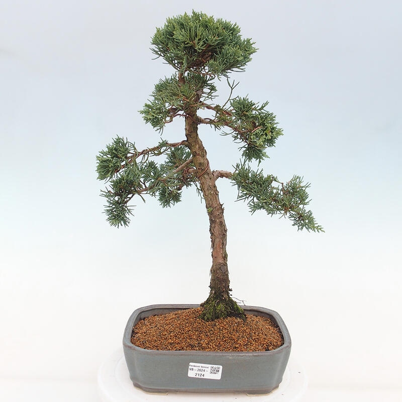 Kültéri bonsai - Juniperus chinensis Kishu