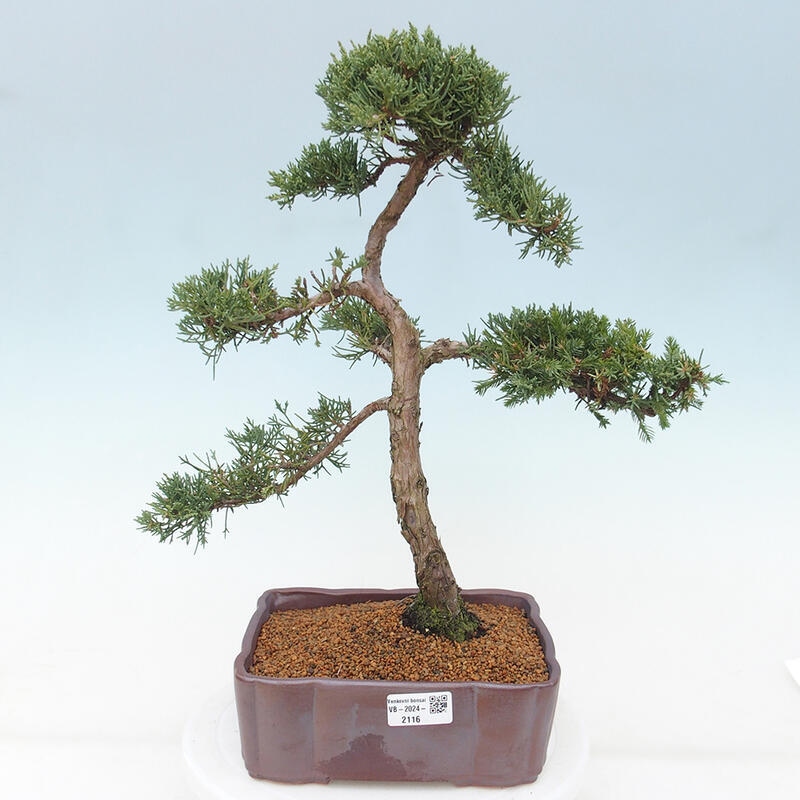 Kültéri bonsai - Juniperus chinensis Kishu