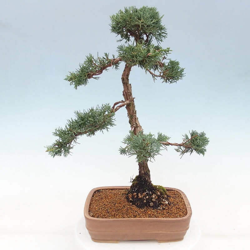Kültéri bonsai - Juniperus chinensis Kishu