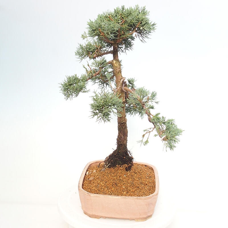 Kültéri bonsai - Juniperus chinensis Kishu