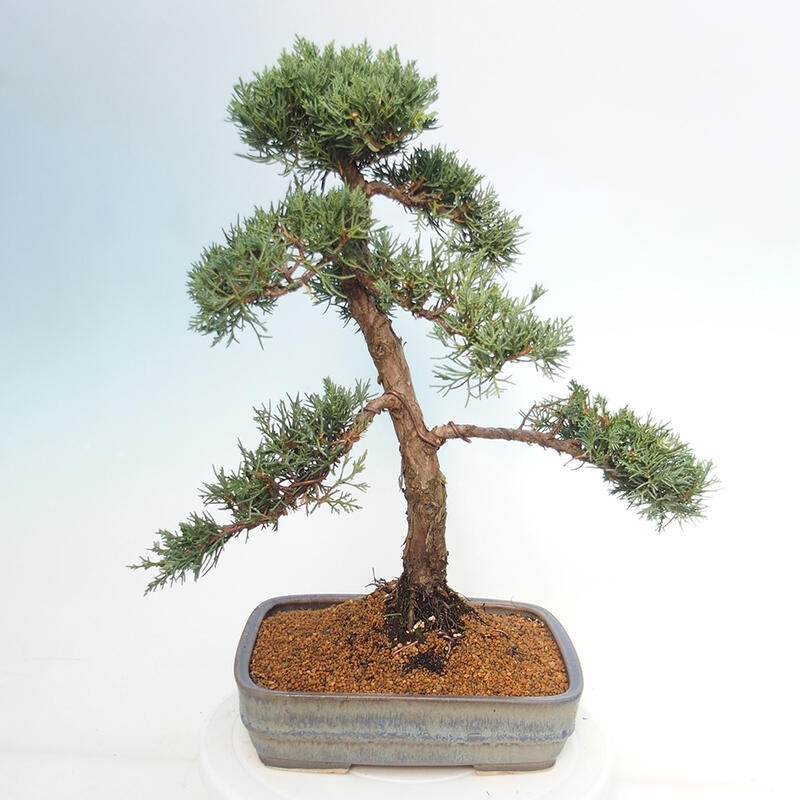 Kültéri bonsai - Juniperus chinensis Kishu