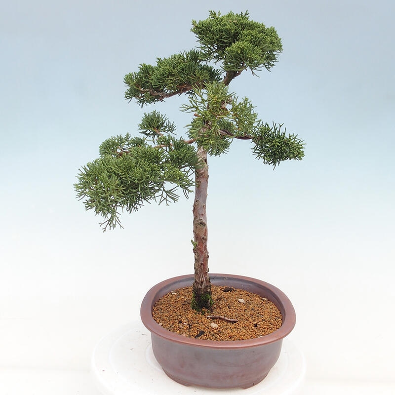 Kültéri bonsai - Juniperus chinensis Kishu