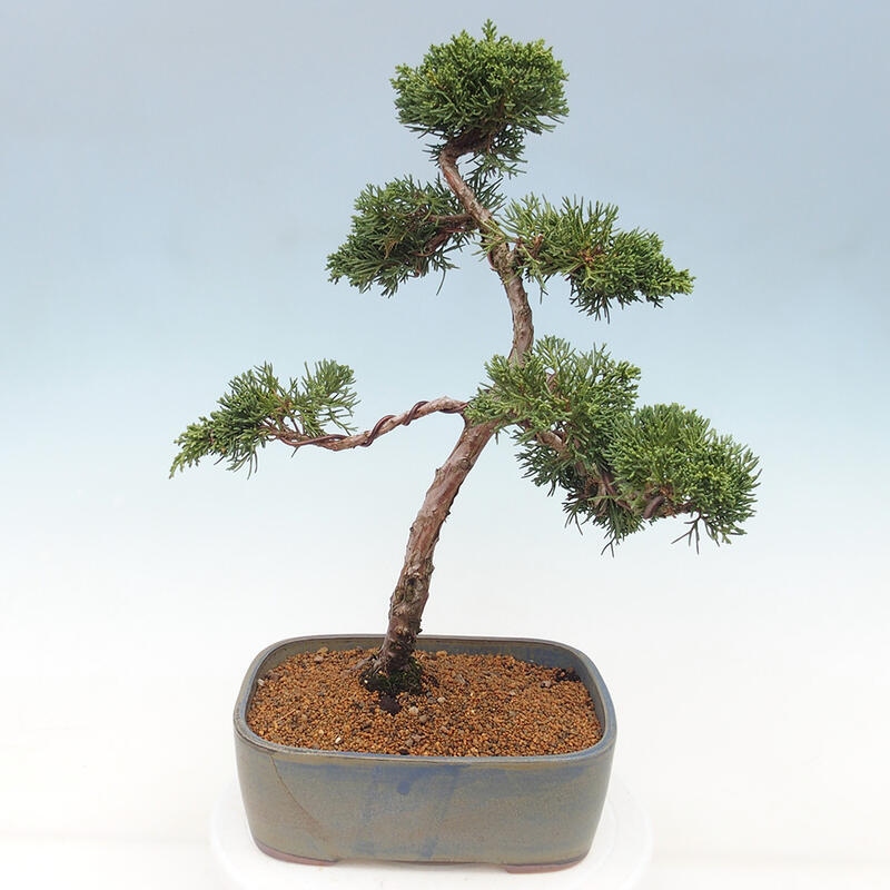 Kültéri bonsai - Juniperus chinensis Kishu
