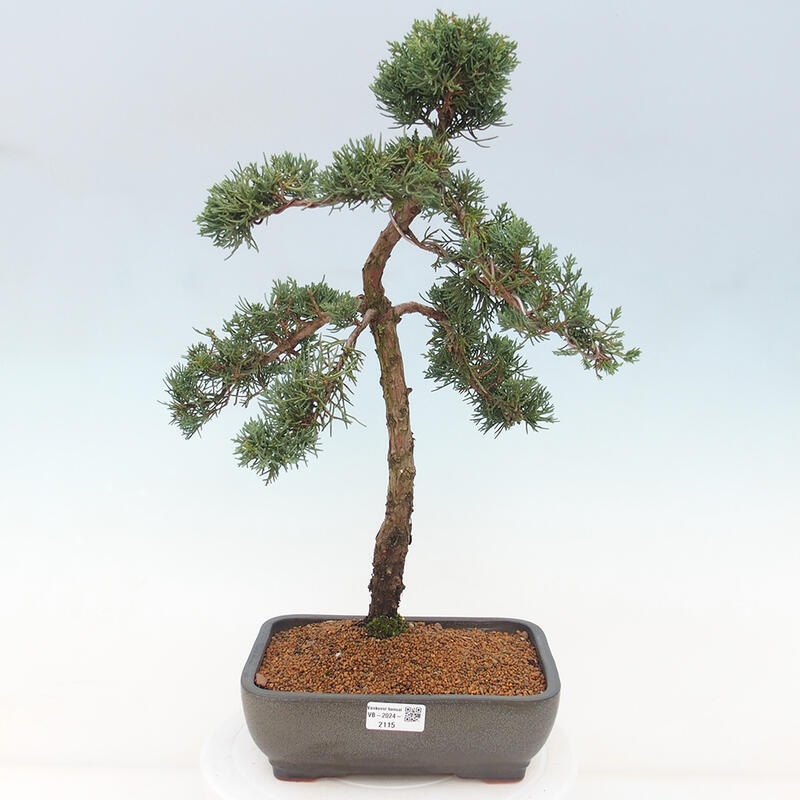 Kültéri bonsai - Juniperus chinensis Kishu