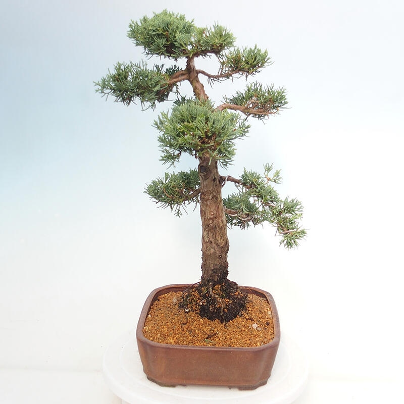 Kültéri bonsai - Juniperus chinensis Kishu
