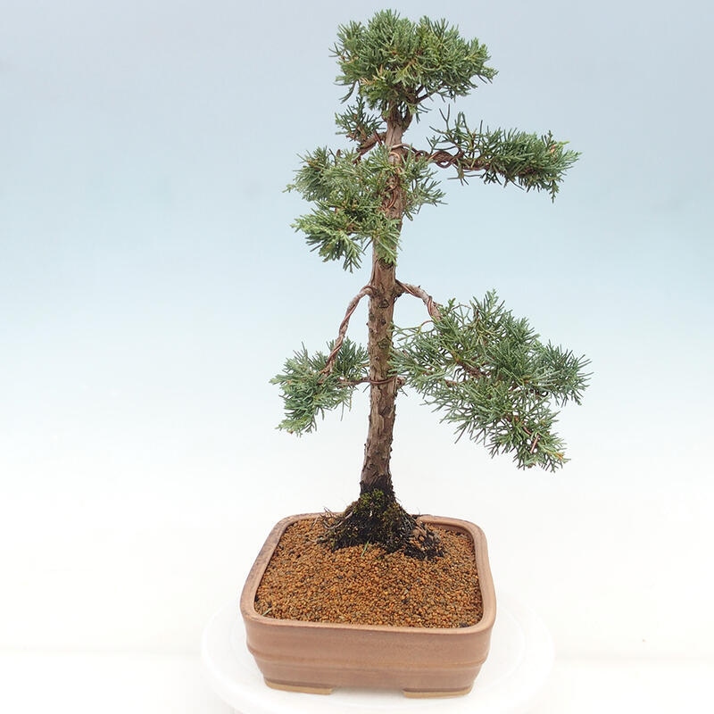 Kültéri bonsai - Juniperus chinensis Kishu