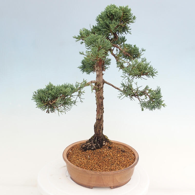 Kültéri bonsai - Juniperus chinensis Kishu