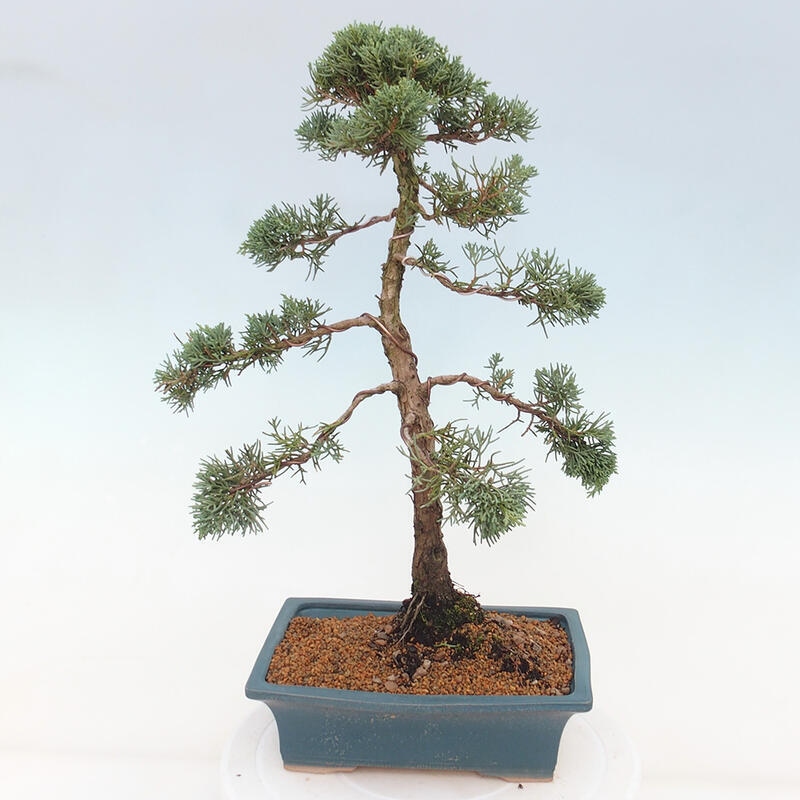 Kültéri bonsai - Juniperus chinensis Kishu