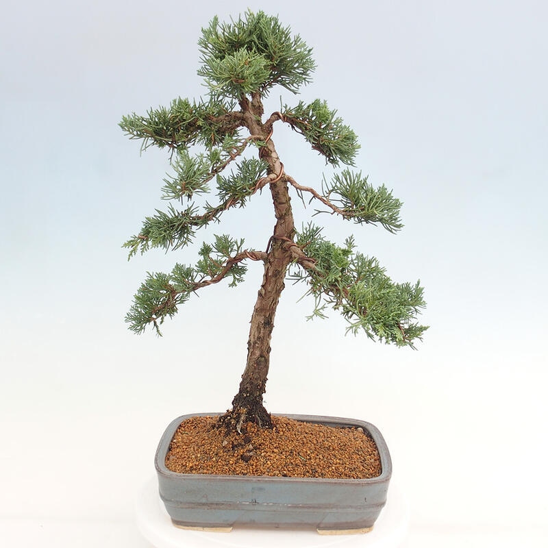 Kültéri bonsai - Juniperus chinensis Kishu