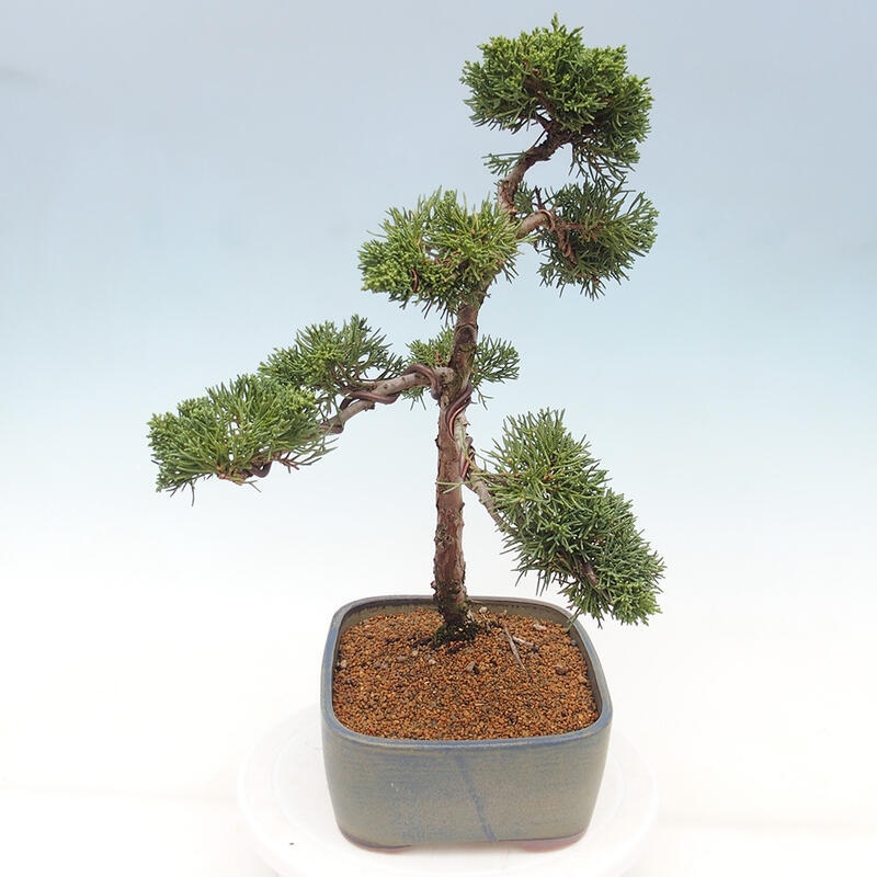 Kültéri bonsai - Juniperus chinensis Kishu