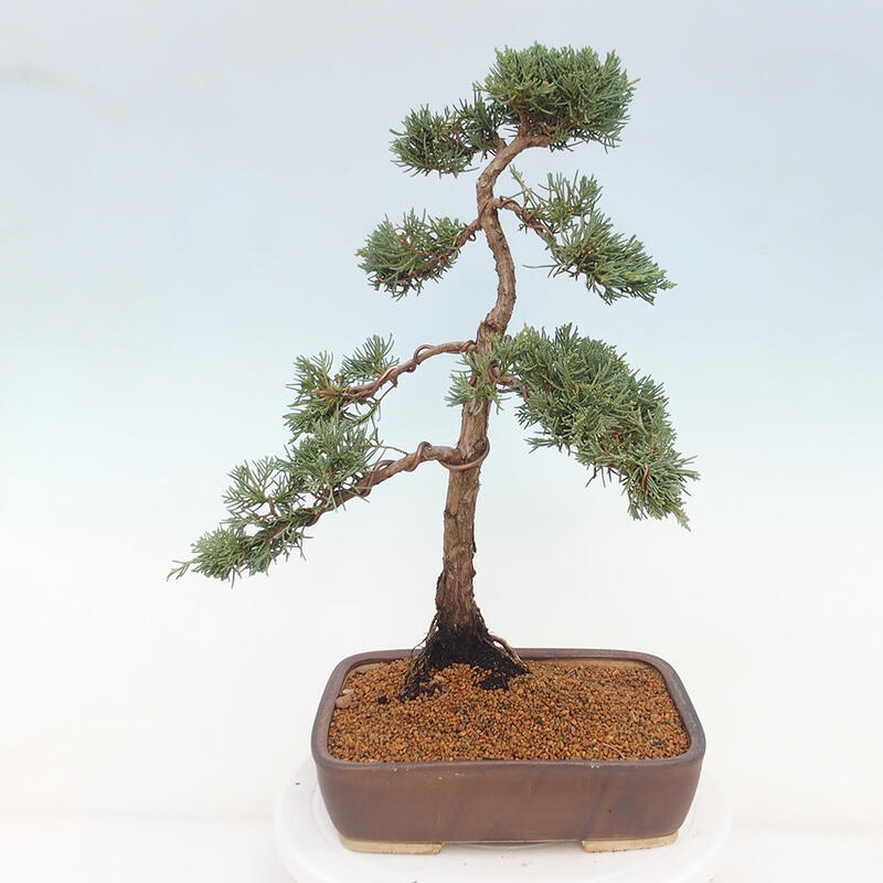 Kültéri bonsai - Juniperus chinensis Kishu