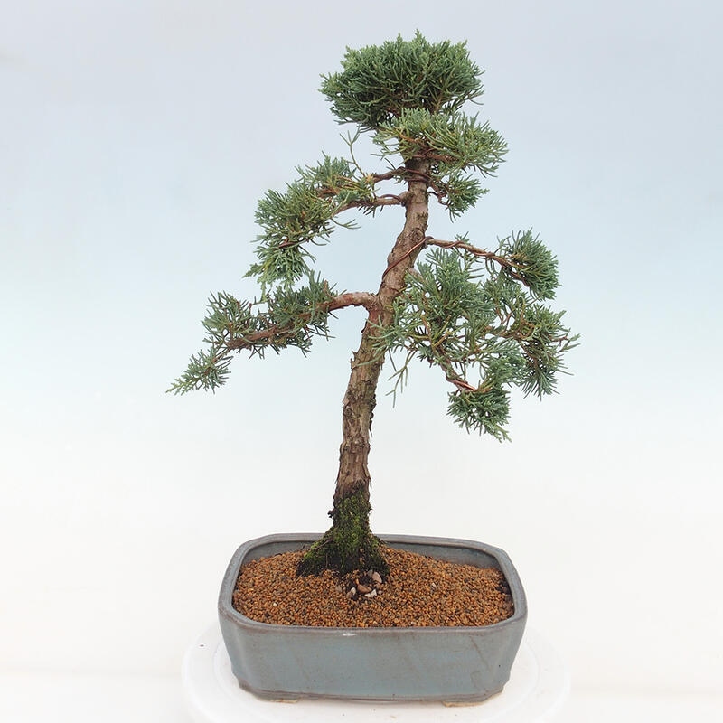 Kültéri bonsai - Juniperus chinensis Kishu