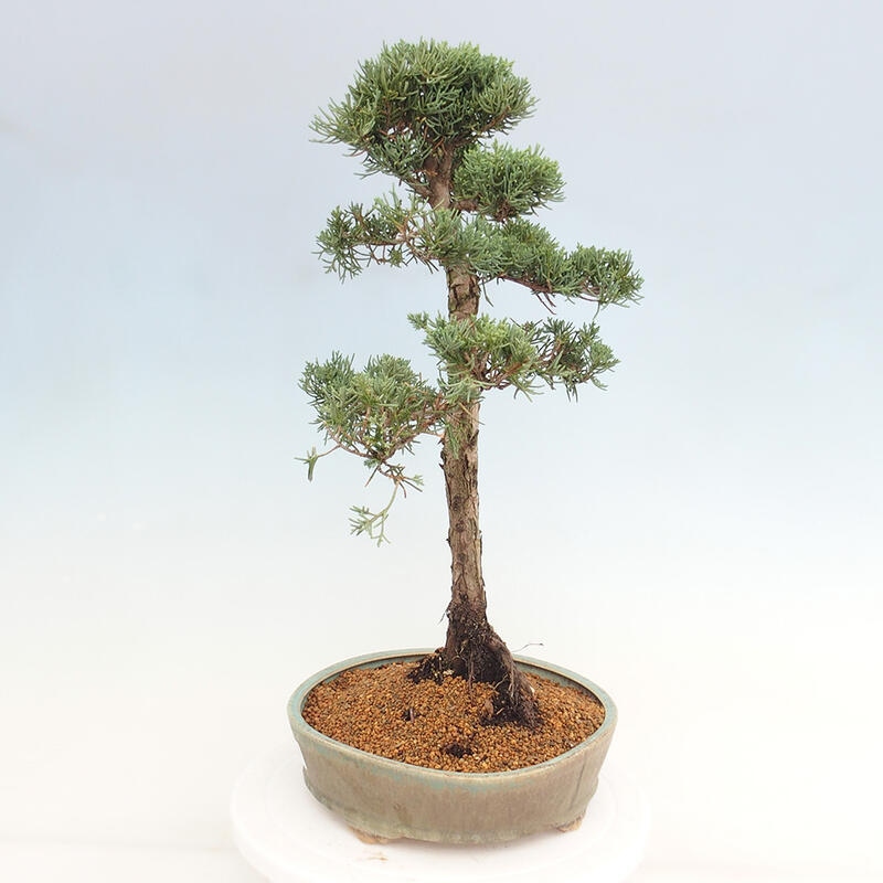 Kültéri bonsai - Juniperus chinensis Kishu