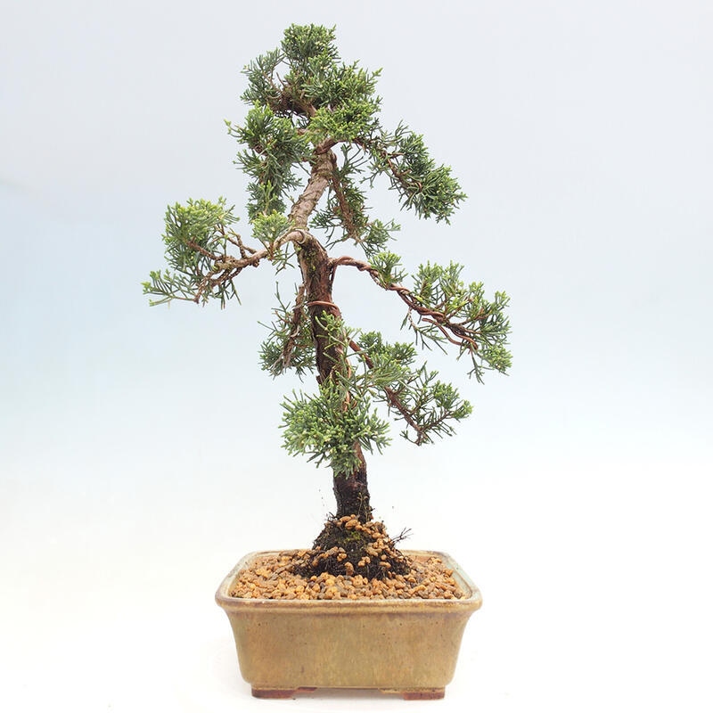 Kültéri bonsai - Juniperus chinensis Kishu