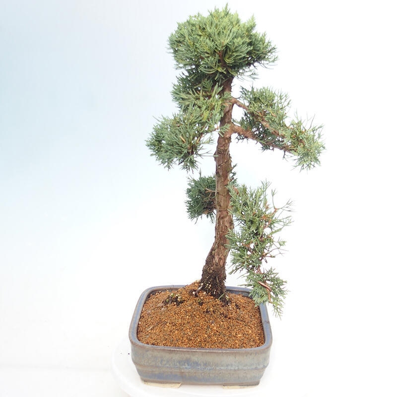 Kültéri bonsai - Juniperus chinensis Kishu