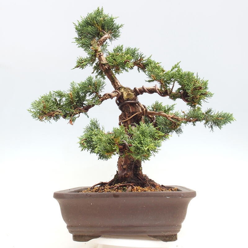 Kültéri bonsai - Juniperus chinensis Kishu