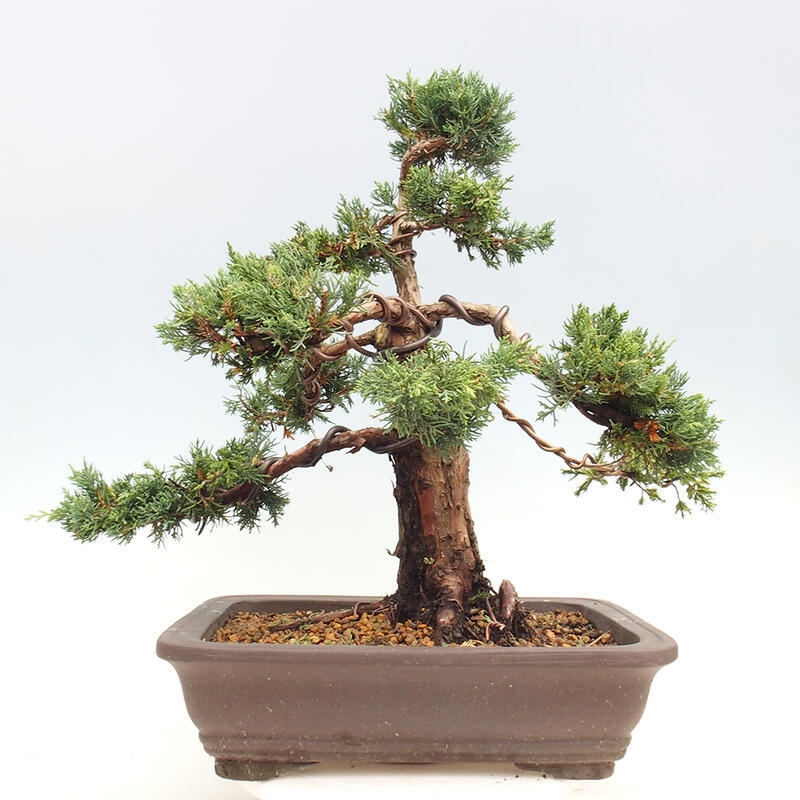 Kültéri bonsai - Juniperus chinensis Kishu