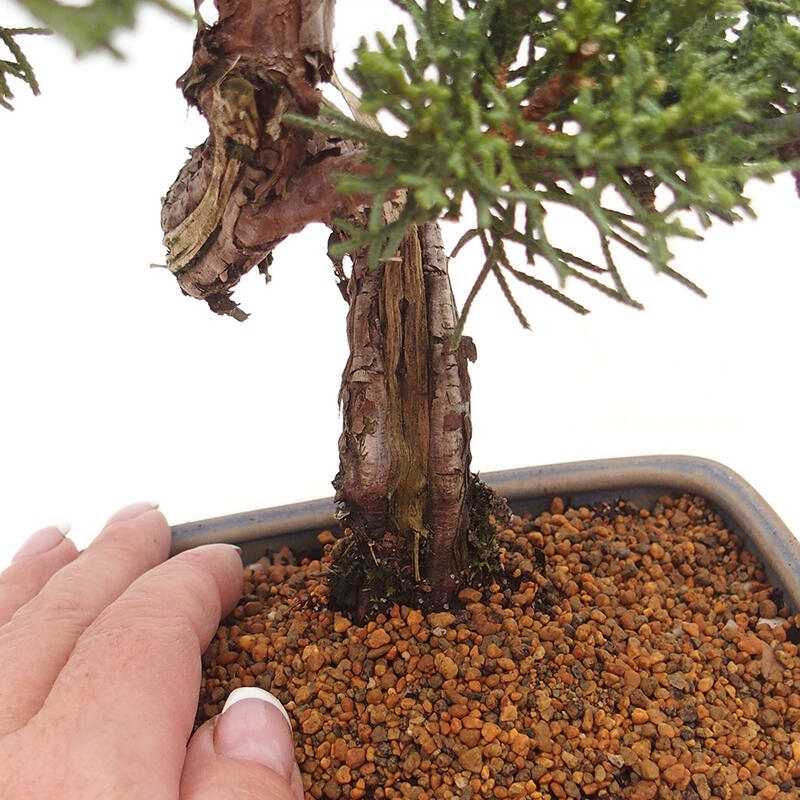 Kültéri bonsai - Juniperus chinensis Kishu
