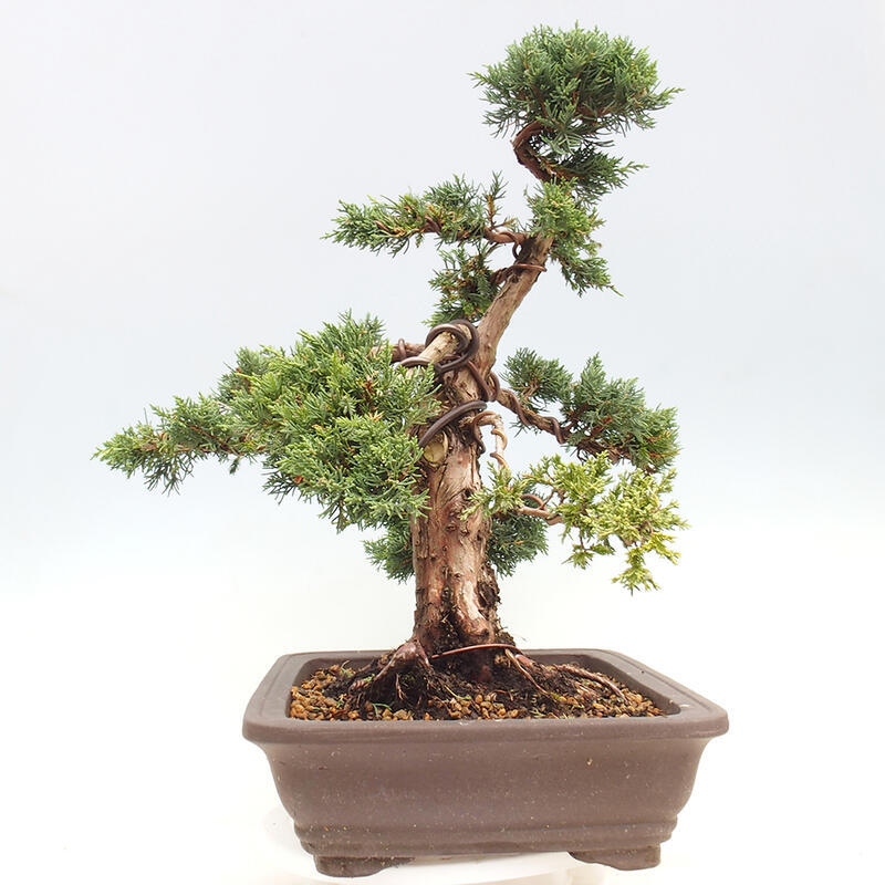 Kültéri bonsai - Juniperus chinensis Kishu