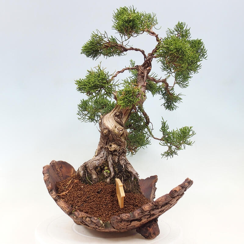 Kültéri bonsai - Juniperus chinensis Kishu