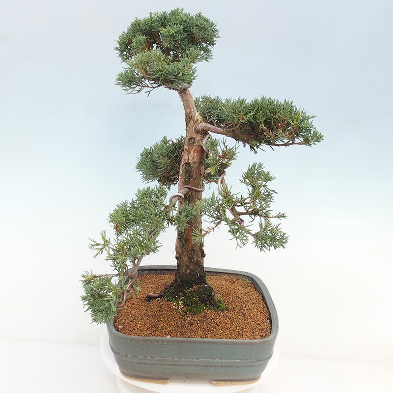 Kültéri bonsai - Juniperus chinensis Kishu