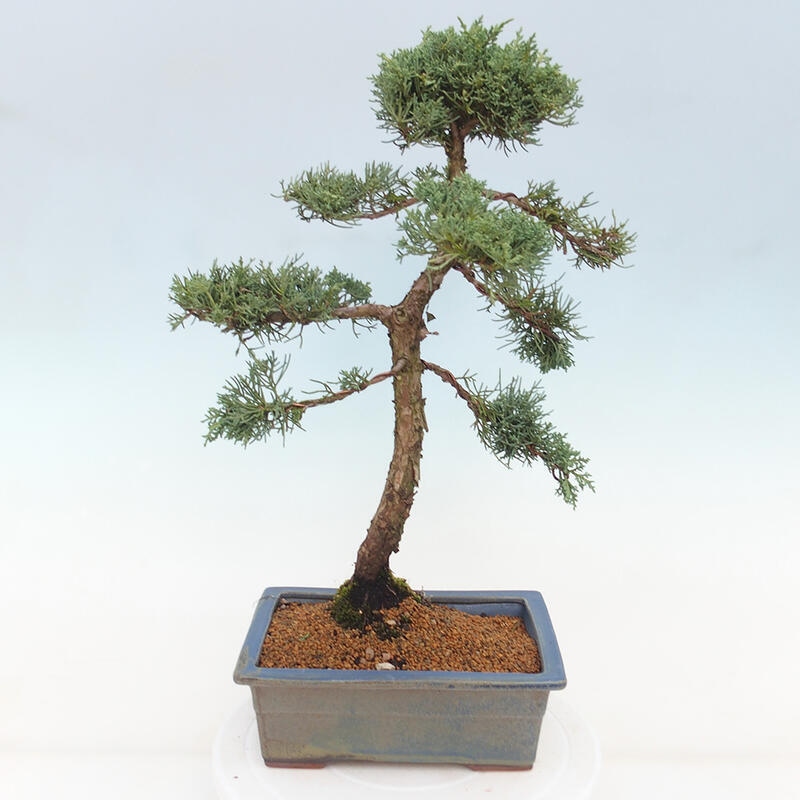 Kültéri bonsai - Juniperus chinensis Kishu