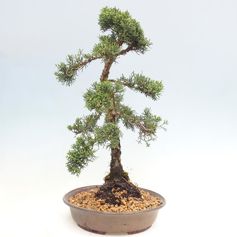 Kültéri bonsai - Juniperus chinensis Kishu