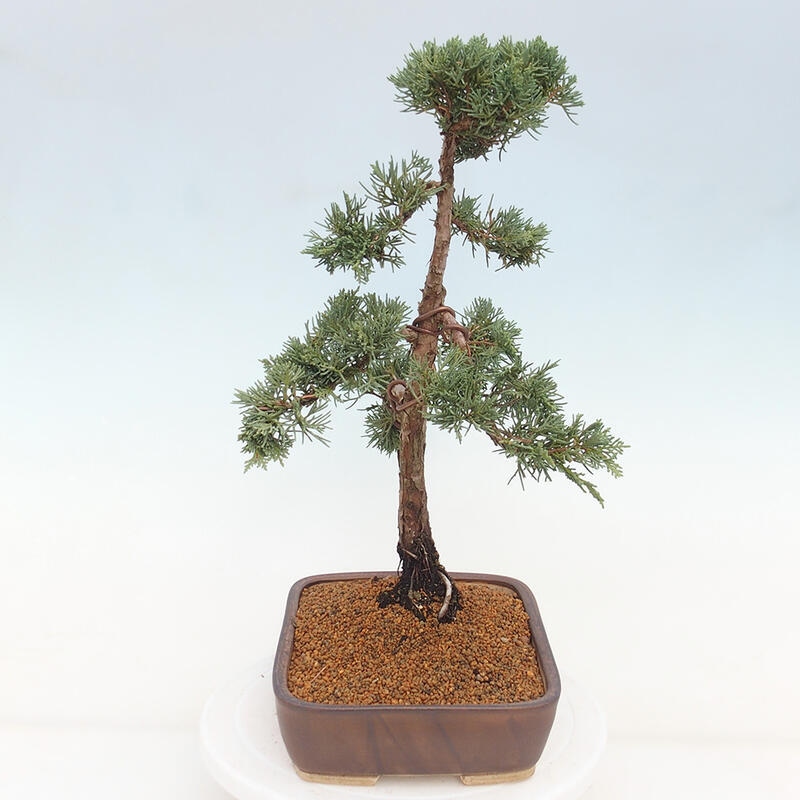 Kültéri bonsai - Juniperus chinensis Kishu
