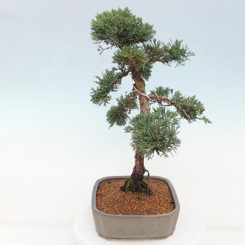 Kültéri bonsai - Juniperus chinensis Kishu
