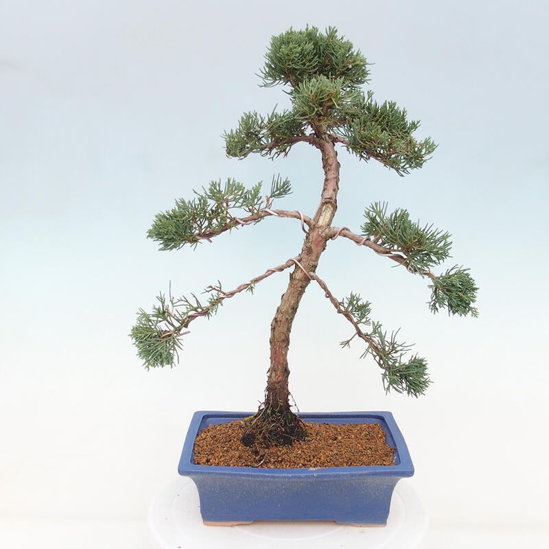 Kültéri bonsai - Juniperus chinensis Kishu
