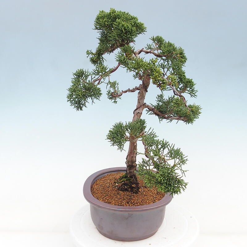 Kültéri bonsai - Juniperus chinensis Kishu
