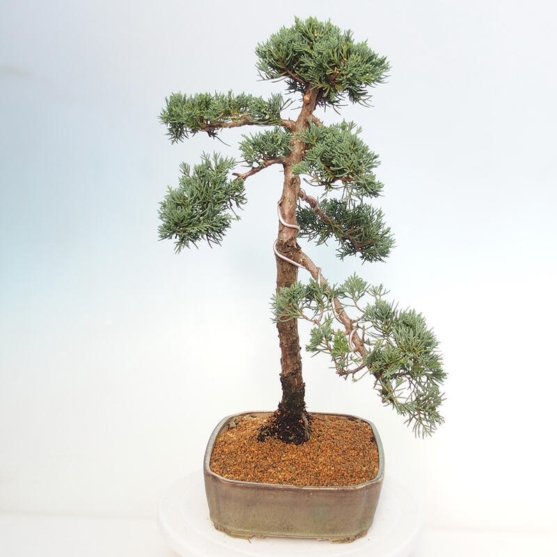 Kültéri bonsai - Juniperus chinensis Kishu