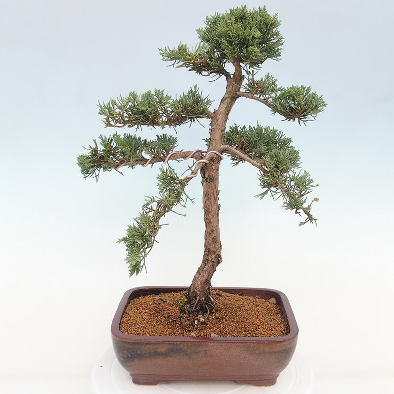 Kültéri bonsai - Juniperus chinensis Kishu