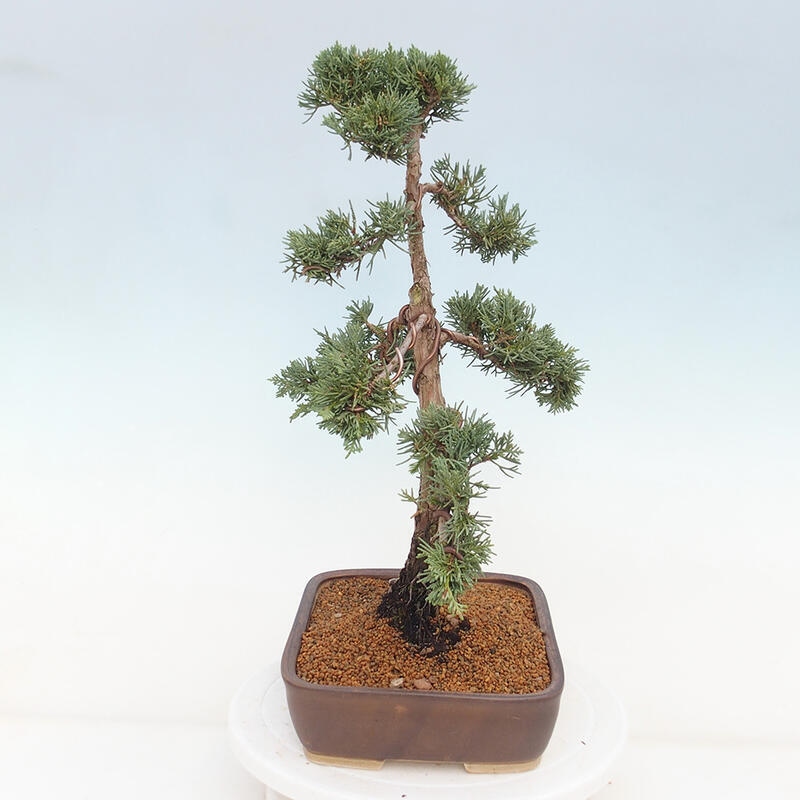 Kültéri bonsai - Juniperus chinensis Kishu