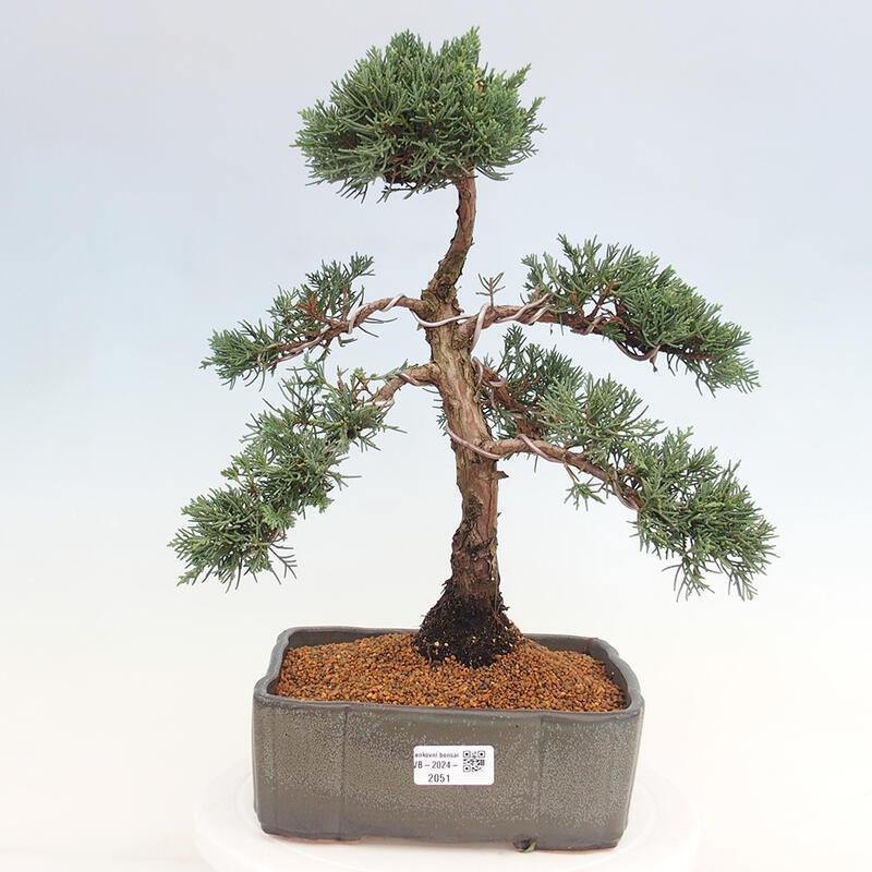 Kültéri bonsai - Juniperus chinensis Kishu
