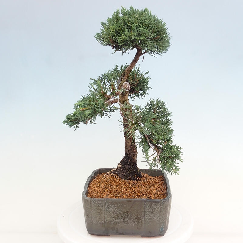Kültéri bonsai - Juniperus chinensis Kishu