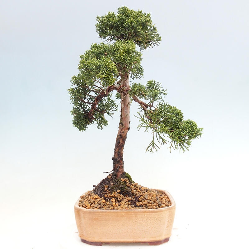 Kültéri bonsai - Juniperus chinensis Kishu