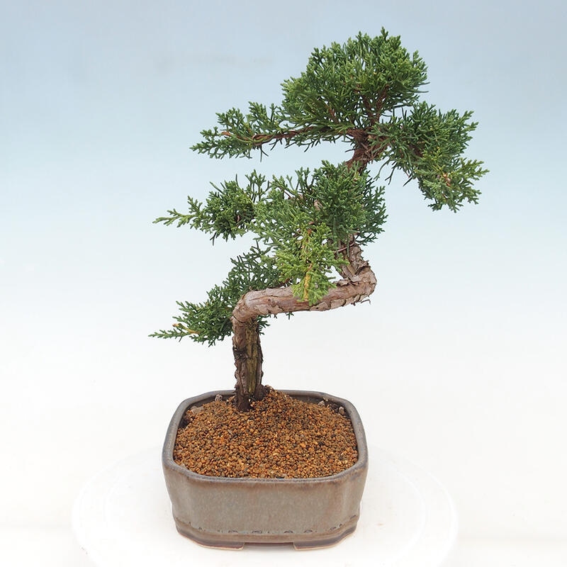 Kültéri bonsai - Juniperus chinensis Kishu
