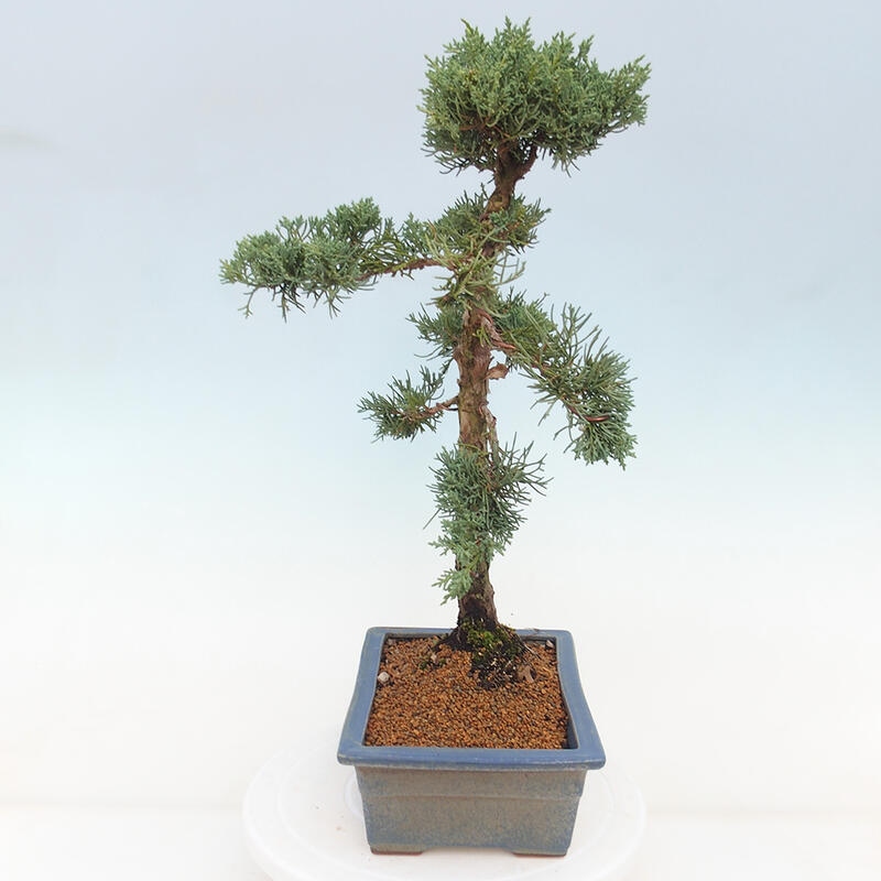 Kültéri bonsai - Juniperus chinensis Kishu