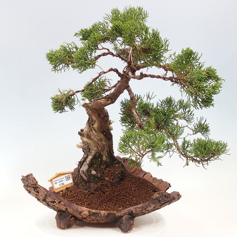 Kültéri bonsai - Juniperus chinensis Kishu