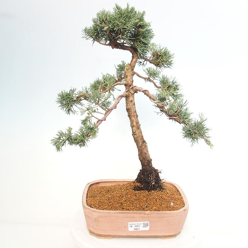 Kültéri bonsai - Juniperus chinensis Kishu