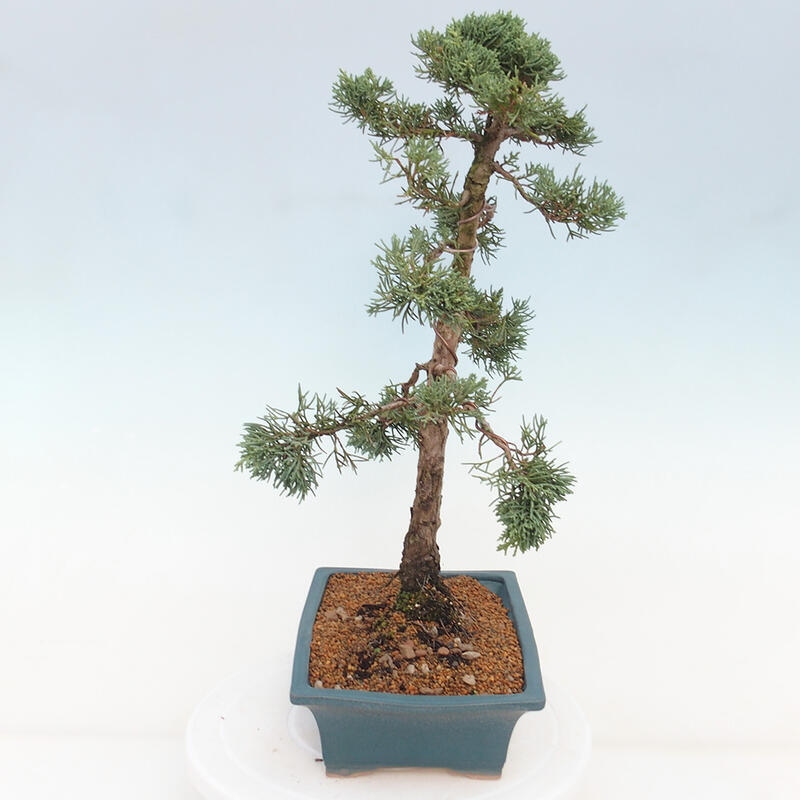Kültéri bonsai - Juniperus chinensis Kishu