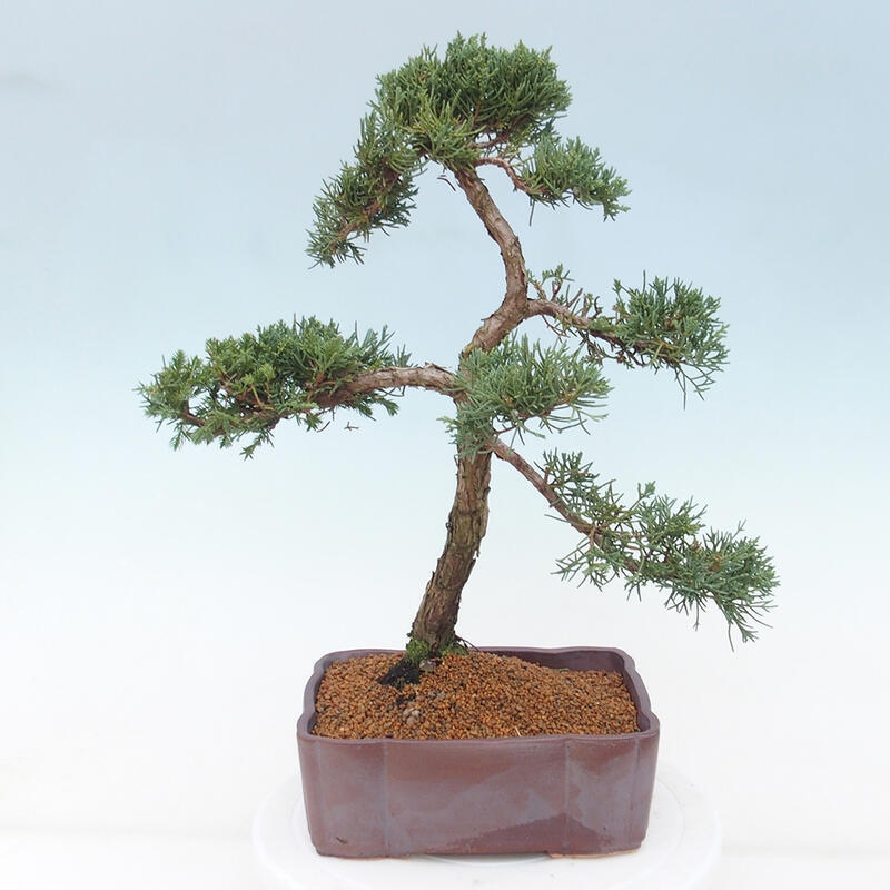 Kültéri bonsai - Juniperus chinensis Kishu