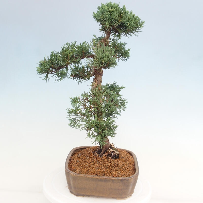 Kültéri bonsai - Juniperus chinensis Kishu